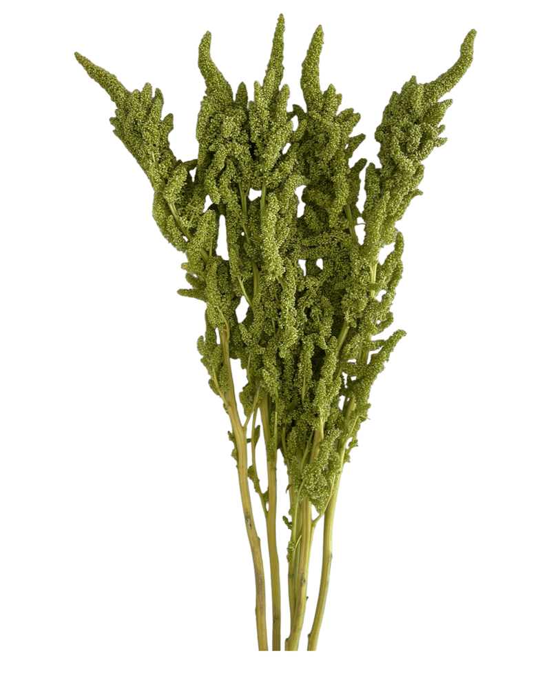 Amaranthus Upright Green Tropical Flower (Fresh Cut)