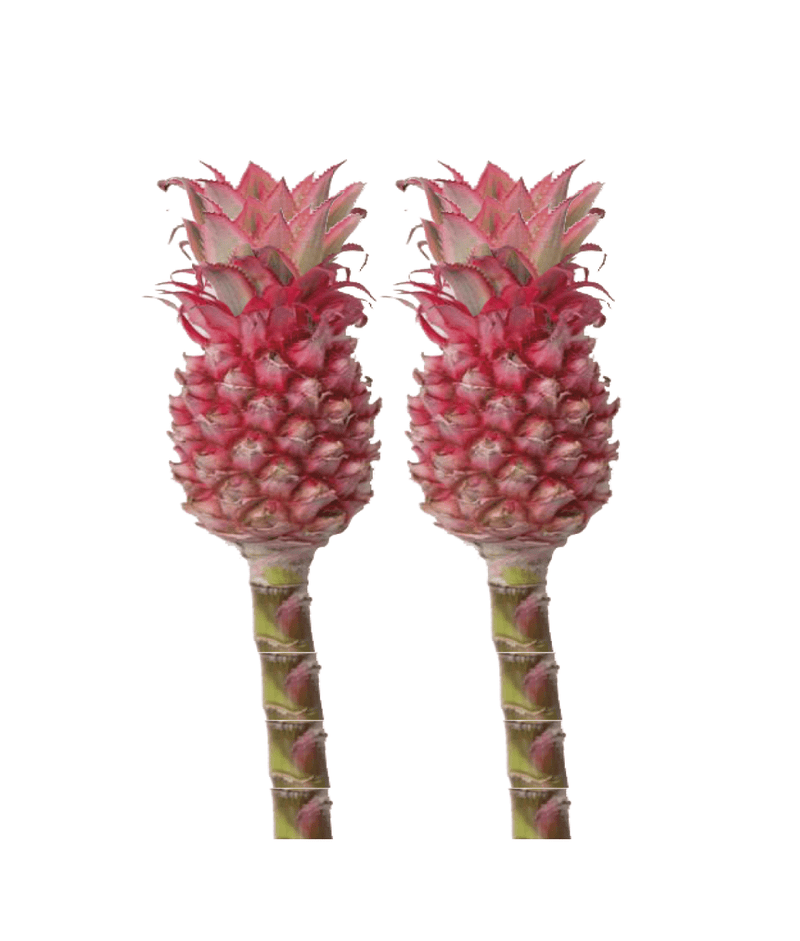 Anana Lucidus Pineapple Reddish Tropical Flower (Fresh Cut) By Magic Flowers