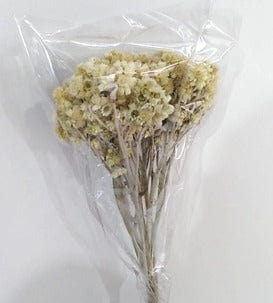 Andean Aster Dried Natural Preserved