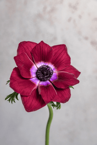 Bordeaux Anemone Wholesale Focal Fresh Cut Flower