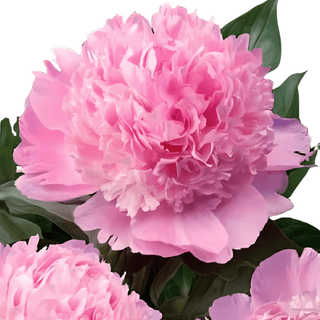 Angel Cheeks - Patagonia Peonies Flowers | Fresh-Cut Wholesale Peony (October - November - December)