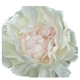 Ann Cousins - Patagonia Peonies Flowers | Fresh-Cut Wholesale Peony (October - November - December)