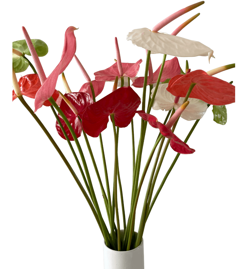Anthurium Assorted Tropical Flower (Fresh Cut)