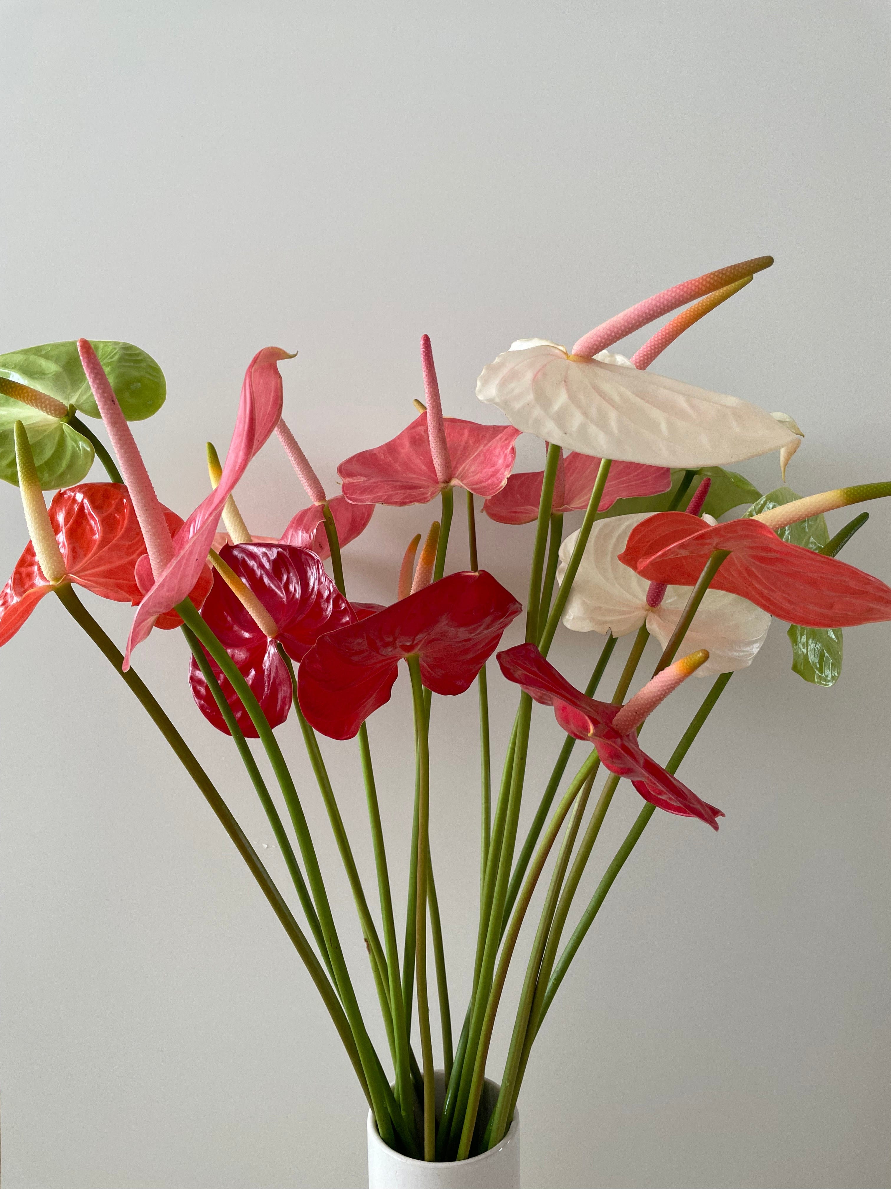 anthurium tropical flower Anthurium Assorted Tropical Flower (Fresh Cut)