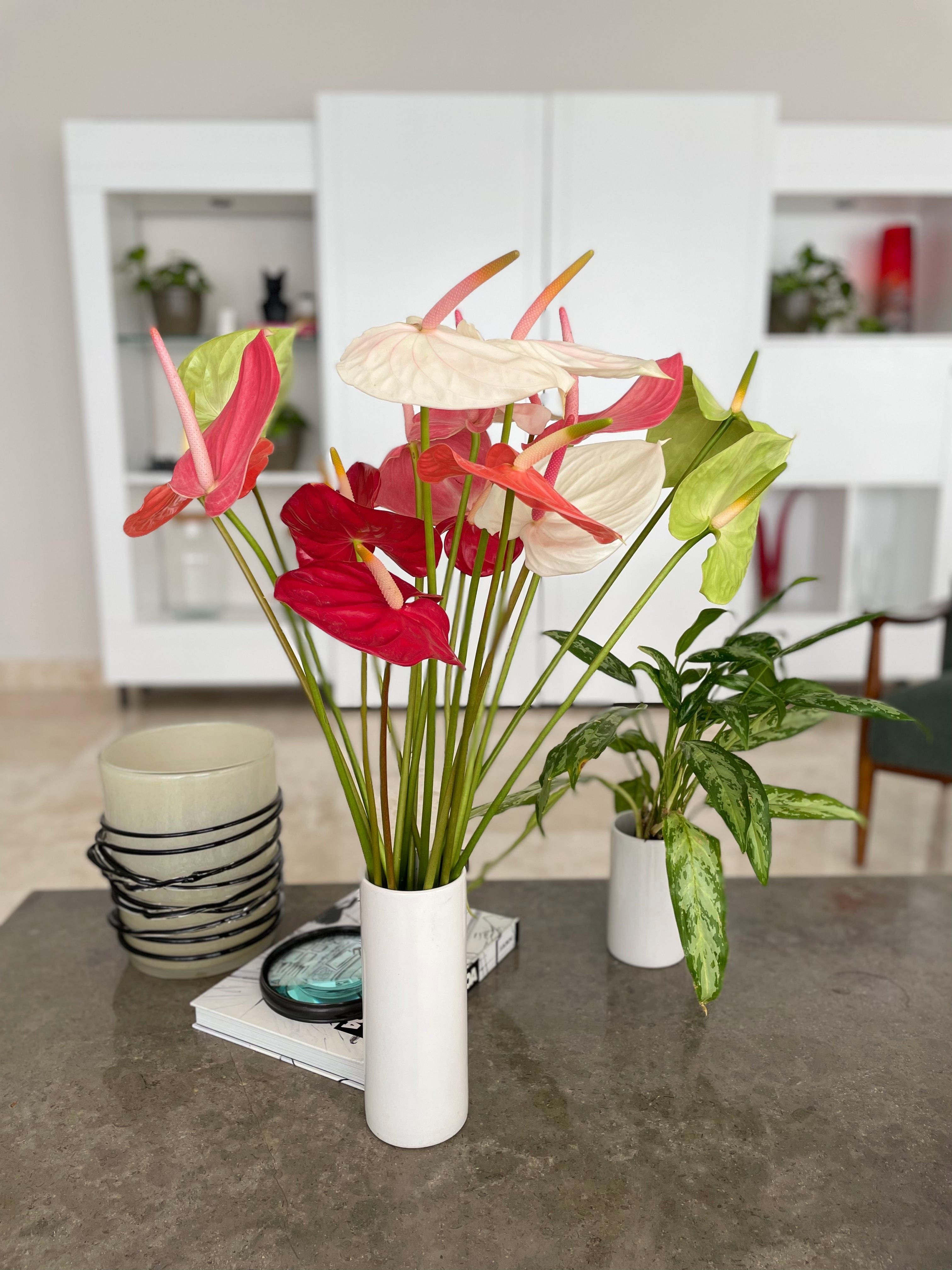 anthurium assorted Anthurium Assorted Tropical Flower (Fresh Cut)