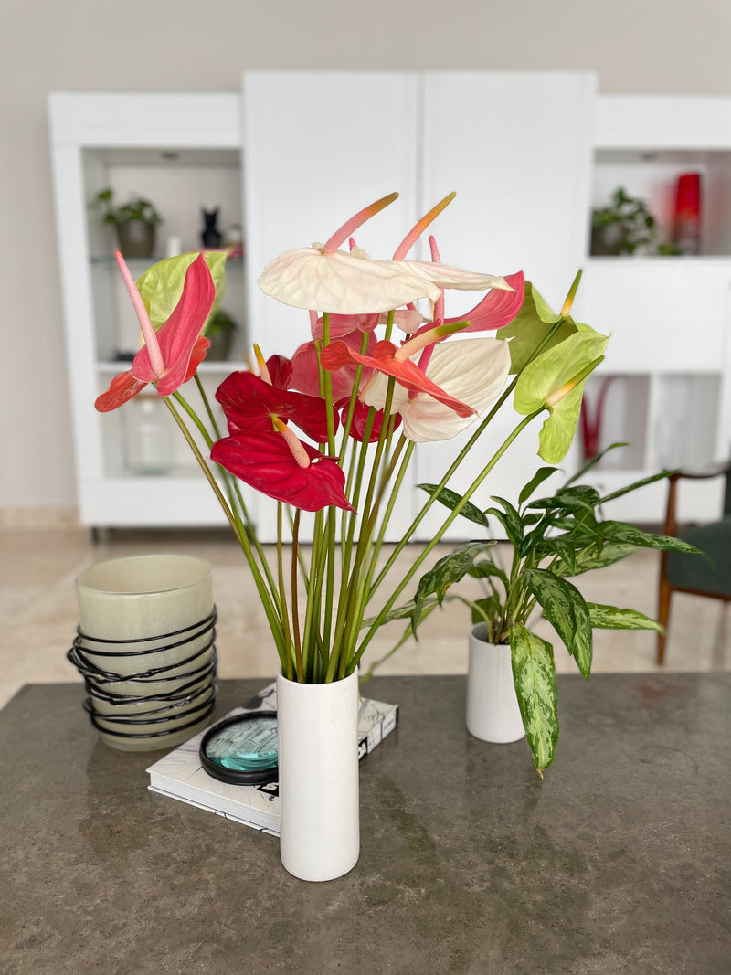 Anthurium Assorted Tropical Flower (Fresh Cut) By Magic Flowers