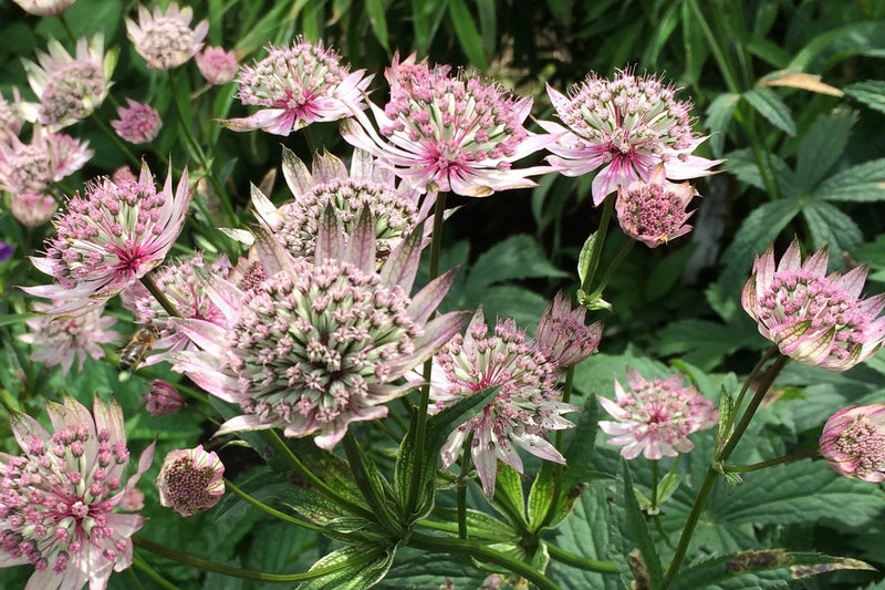 Buy Online High quality and Fresh Light Pink Astrantia - Greenchoice Flowers