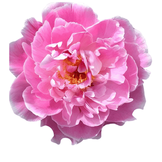Auguste Dessert - Patagonia Peonies Flowers | Fresh-Cut Wholesale Peony (October - November - December)
