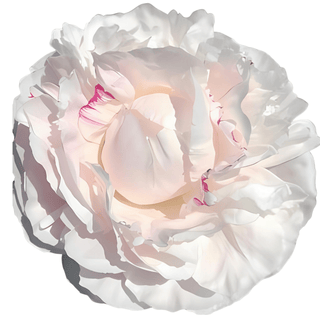 Avalanche - Patagonia Peonies Flowers | Fresh-Cut Wholesale Peony (October - November - December)