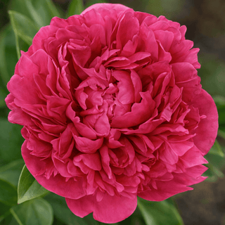 Avis Varner Fresh Cut American Peony – May & June Delivery