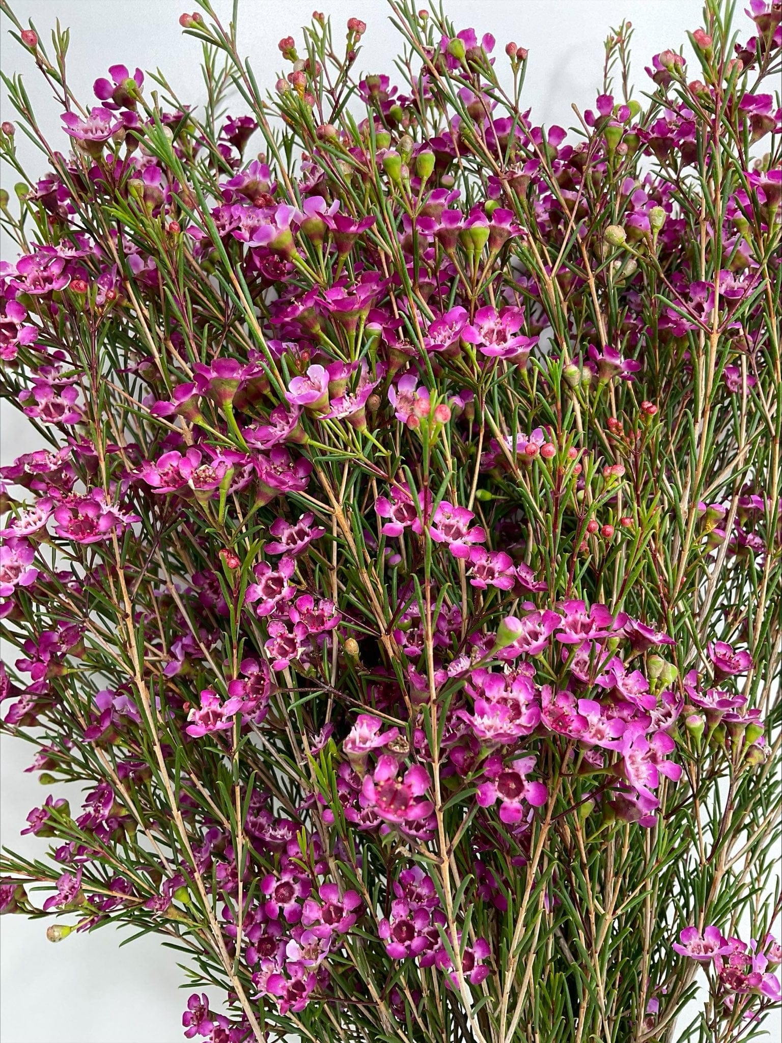 lavender wax flower Purple Wax Filler Flower Events & Weddings Bulk (Fresh Cut)