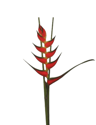 Heliconia Up Right Yellow Bihai Tropical Flower (Fresh Cut) By Magic Flowers