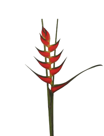 Heliconia Up Right Yellow Bihai Tropical Flower (Fresh Cut) By Magic Flowers