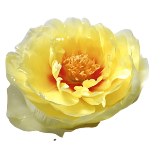 Bartzella - Patagonia Peonies Flowers | Fresh-Cut Wholesale Peony (October - November - December)