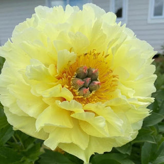 Premium Yellow Peonies Flower October, November & December