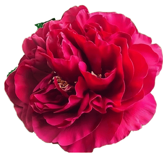 Belgravia - Patagonia Peonies Flowers | Fresh-Cut Wholesale Peony (October - November - December)