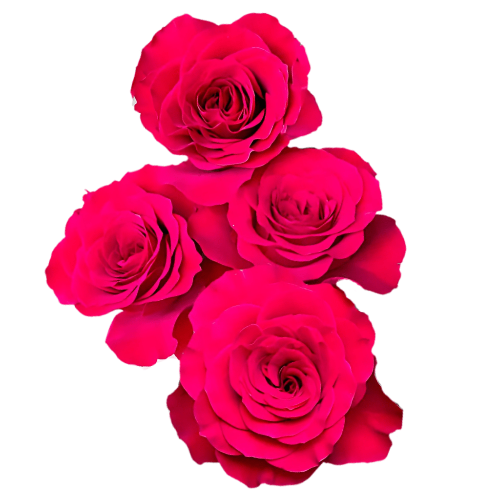 spray roses vs garden roses Bella Love Raspberry Premium Spray Rose – Fresh Cut Stems – Greenchoice Flowers