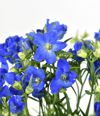 Delphinium Spray Wholesale Flower