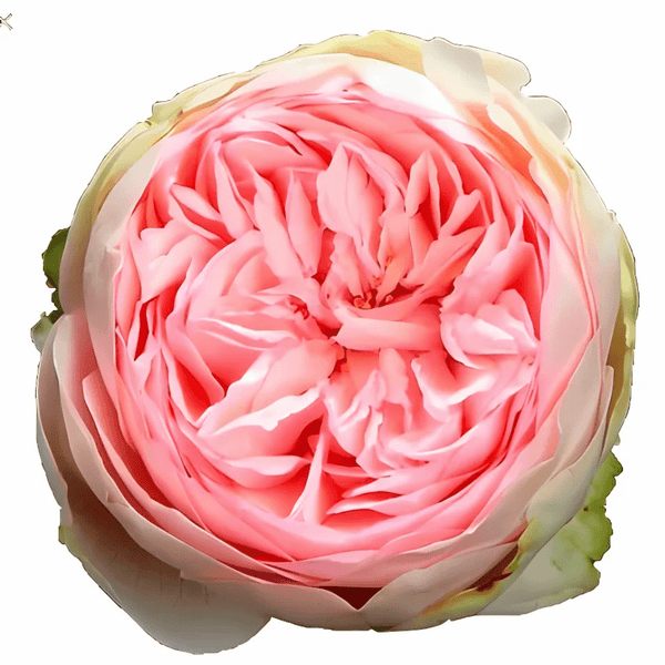 BridalPianoSingle_grande.png?v BridalPianoSingle_grande.png?v
