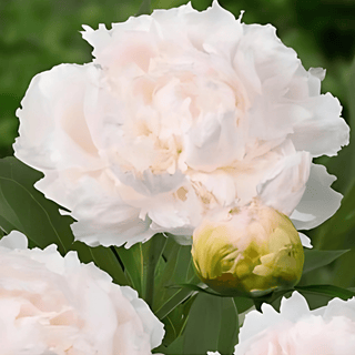 Brother Chuck - Patagonia Peonies Flowers | Fresh-Cut Wholesale Peony (October - November - December)