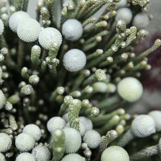 Brunia Silver – Fresh Cut Textured Foliage for Weddings & Event Design