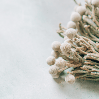 Brunia Silver – Fresh Cut Textured Foliage for Weddings & Event Design