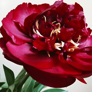 Buckeye Belle - Patagonia Peonies Flowers | Fresh-Cut Wholesale Peony (October - November - December)