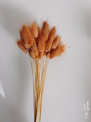 Bunny Tails Dried Natural Preserved