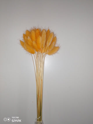 Bunny Tails Dried Natural Preserved