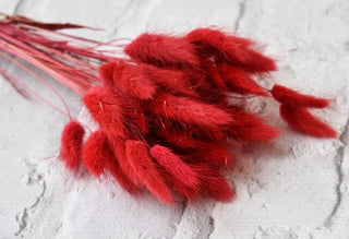 Bunny Tails Dried Natural Preserved