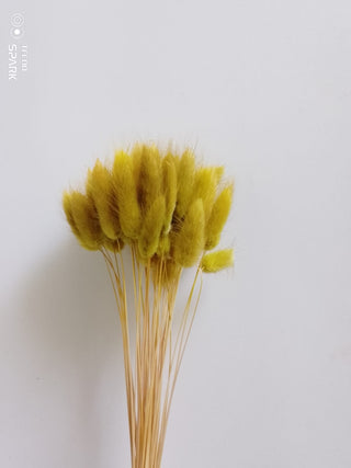 Bunny Tails Dried Natural Preserved