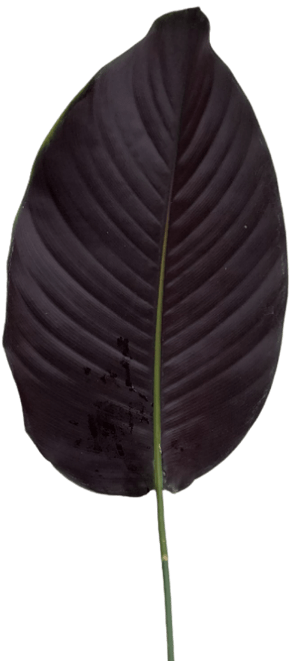 Calathea leaf round