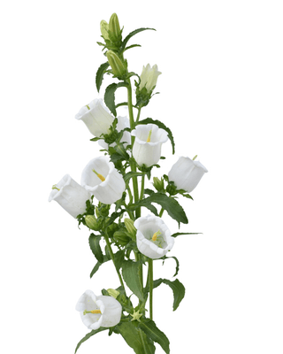 Campanula White (Bellflower) - Premium White Campanula Flowers