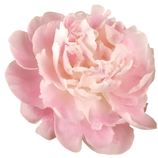 Catharina Fontijn - Patagonia Peonies Flowers | Fresh-Cut Wholesale Peony (October - November - December)