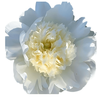 Charlies White - Patagonia Peonies Flowers | Fresh-Cut Wholesale Peony (October - November - December)
