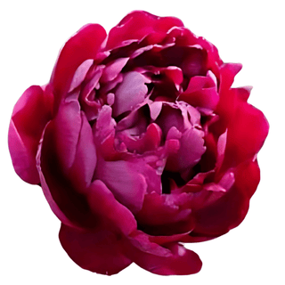 Cherry Hill - Patagonia Peonies Flowers | Fresh-Cut Wholesale Peony (October - November - December)