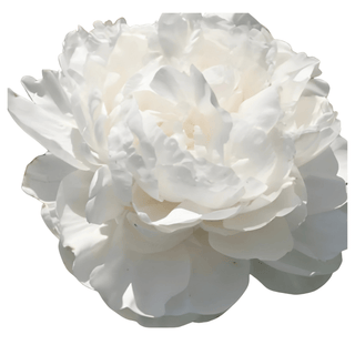 Class Act - Patagonia Peonies Flowers | Fresh-Cut Wholesale Peony (October - November - December)