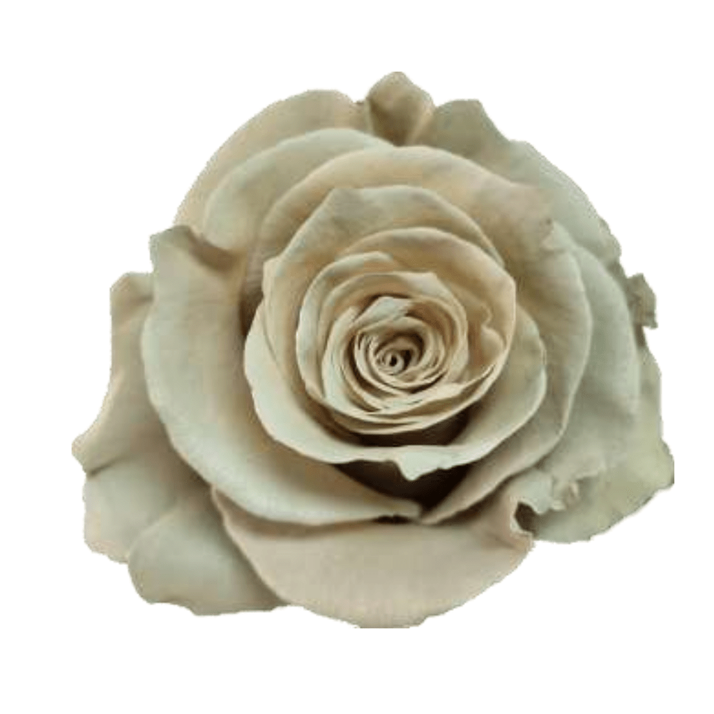 Coffe Cream Rose Tinted (Fresh Cut) – Greenchoice Flowers