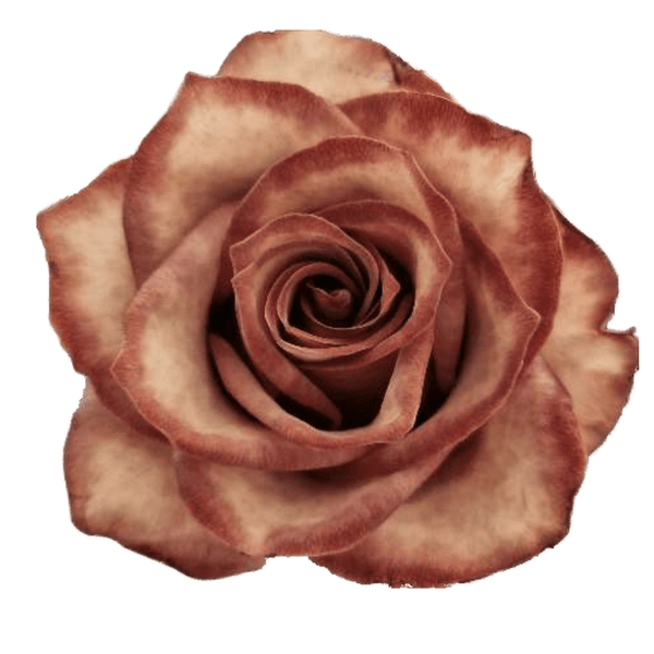 CoffeeAbsorption_grande.png?v=