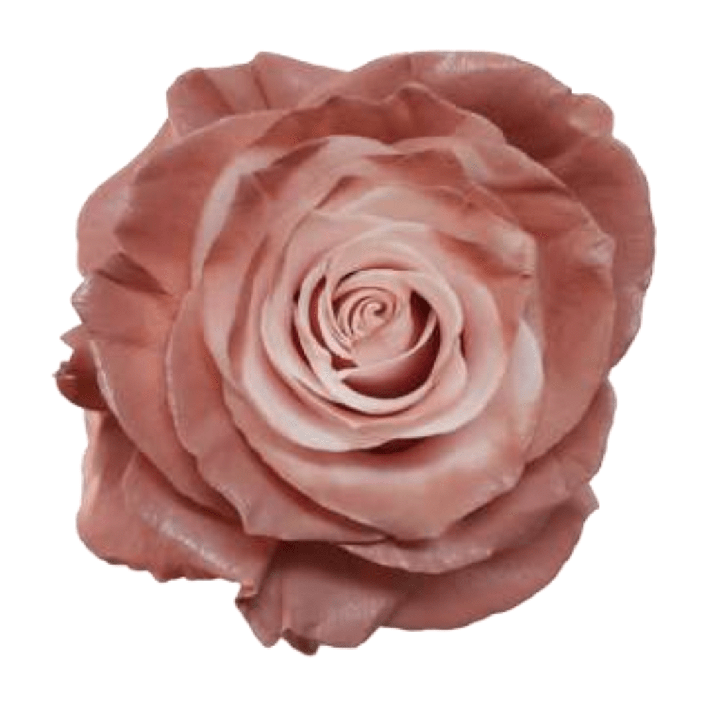 Cold Brew Rose Tinted (Fresh Cut) – Greenchoice Flowers