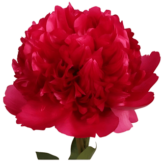 Command Performance - Patagonia Peonies Flowers | Fresh-Cut Wholesale Peony (October - November - December)