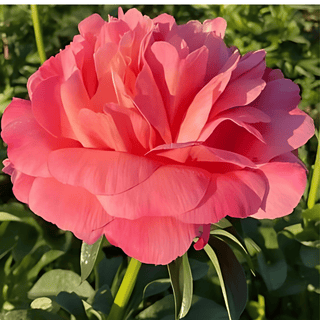 Coral Pink Hawaiian - Patagonia Peonies Flowers | Fresh-Cut Wholesale Peony (October - November - December)