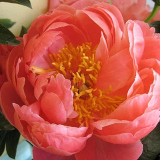 Coral Sunset - Patagonia Peonies Flowers | Fresh-Cut Wholesale Peony
