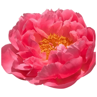 Coral Supreme - Patagonia Peonies Flowers | Fresh-Cut Wholesale Peony (October - November - December)