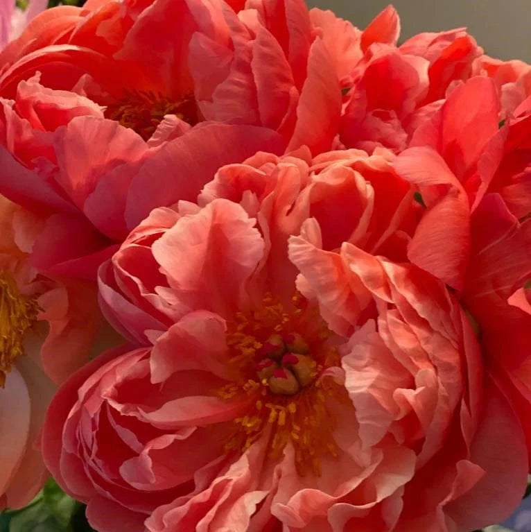 Corals - Patagonia Peonies Flowers | Fresh-Cut Wholesale Peony (Octobe ...