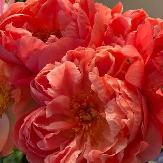 Corals - Patagonia Peonies Flowers | Fresh-Cut Wholesale Peony (October - November - December)