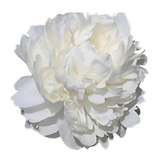 F.G. Brethour - Patagonia Peonies Flowers | Fresh-Cut Wholesale Peony (October - November - December)