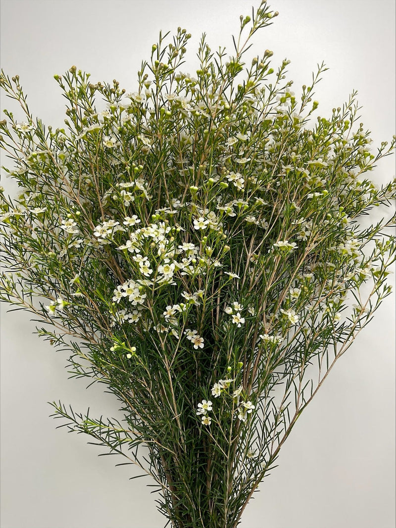 White Alba Wax Filler Flower Events & Weddings Bulk (Fresh Cut)