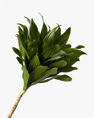 Dracaena