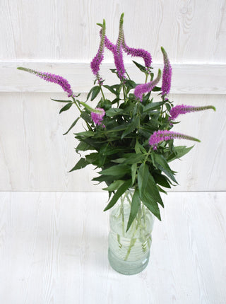 Buy Online High quality and Fresh Veronicas Pink - Greenchoice Flowers